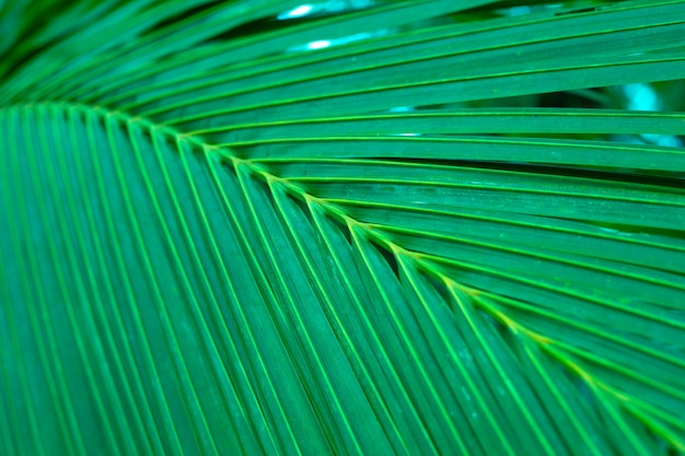 Struttura della pianta della foglia di palma verde