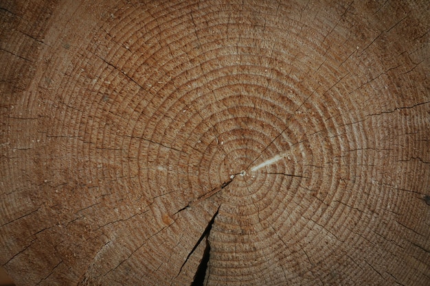 Struttura della sezione trasversale di legno su tutto lo sfondo