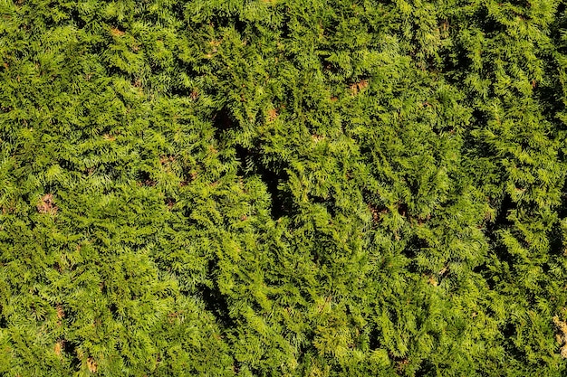 Struttura della superficie della foglia verde Sfondo vegetale astratto Motivo a effetto naturale Sfondo strutturato