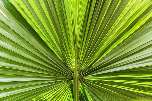 Struttura delle foglie di palma con ombra