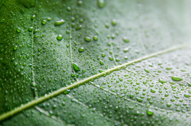 Struttura delle foglie verdi e goccia di acqua, carta da parati dal dettaglio della foglia verde.