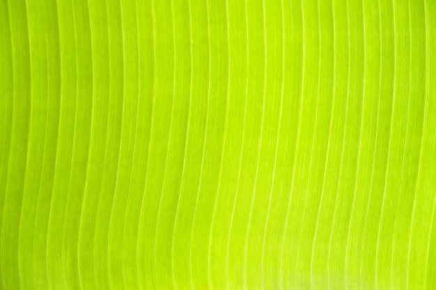 Struttura delle foglie verdi fresche della banana