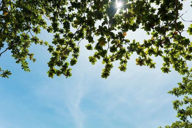 Struttura delle foglie verdi sul fondo del cielo blu