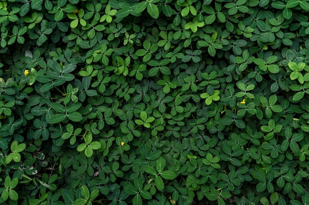 Struttura di foglia verde