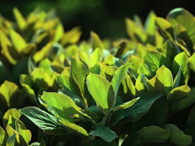 Struttura di giovani foglie verdi al sole. Pianta lo sfondo naturale.