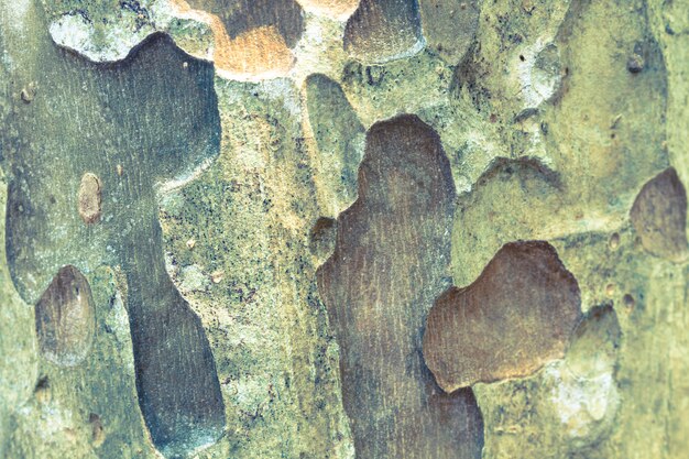 Struttura di legno corteccia utilizzare come sfondo naturale