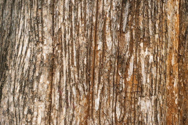 Struttura di legno del fondo dall&#39;albero