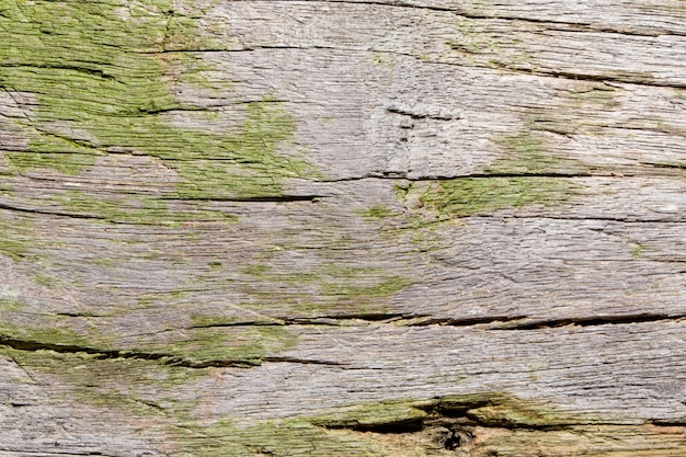 Struttura di legno del fondo