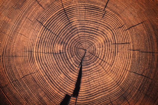 Struttura di legno del vecchio ceppo