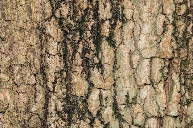 struttura di legno dell&#39;albero