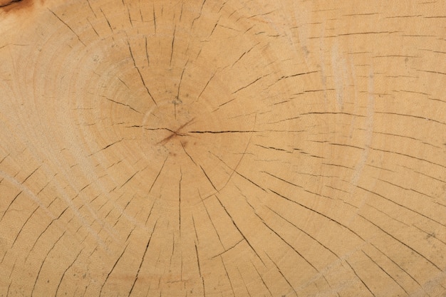 struttura di legno dell&#39;albero