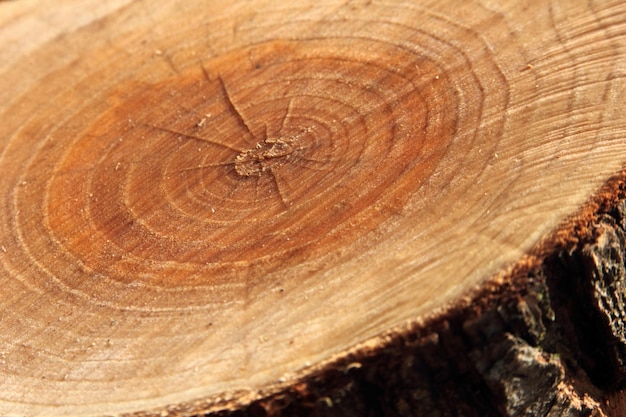 Struttura di legno dell'anello dell'albero del ceppo di albero