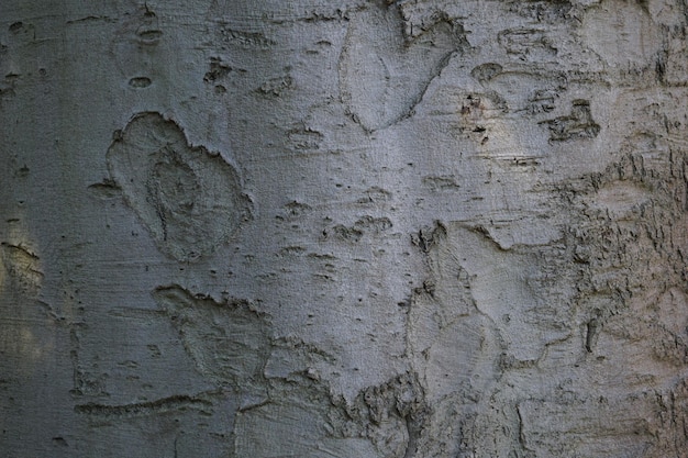 Struttura di legno della corteccia di albero