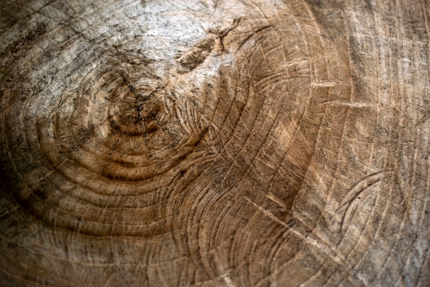 Struttura di legno. Grande bevuto da un albero. Vecchia struttura del ceppo di albero