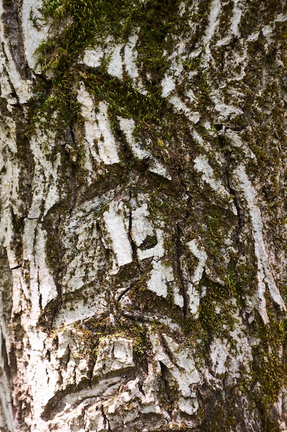 Struttura di legno invasa con il primo piano di legno di verde di muschio