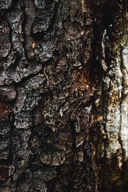 Struttura di legno naturale dell'albero come ambiente di fondo in legno e primo piano della natura