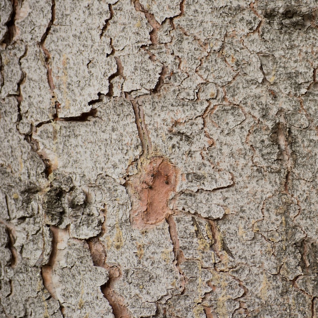 Struttura di legno