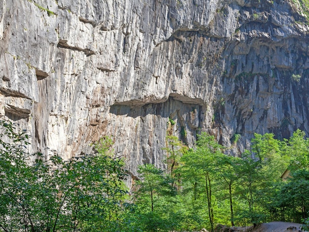 Struttura di roccia di pietra grigia naturale con sfondo di piante