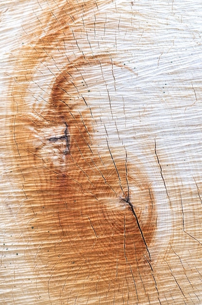 Struttura di un albero tagliato