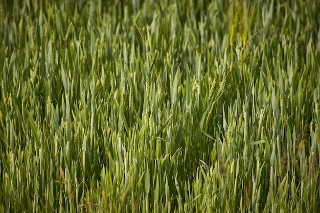 Struttura di un campo di orzo