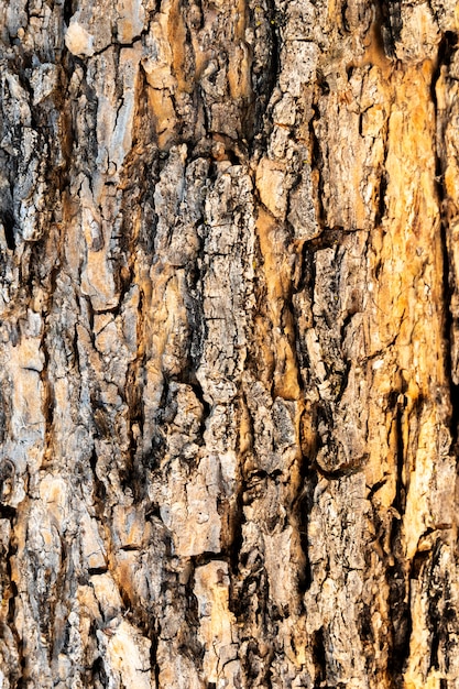 Struttura di un primo piano del tronco di albero