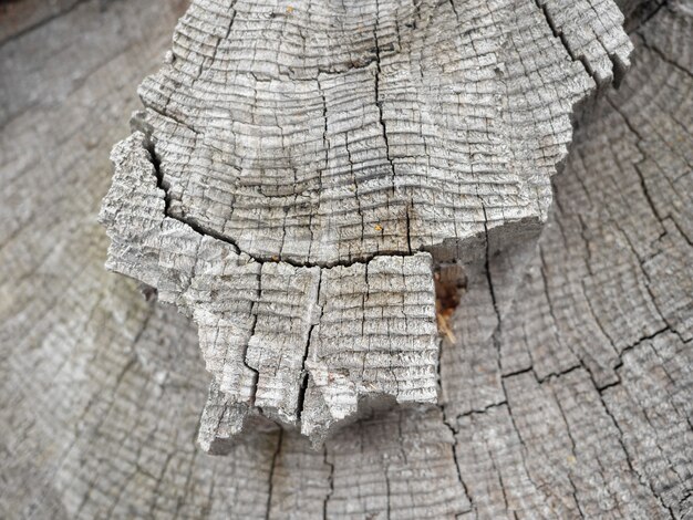 Struttura di un vecchio taglio trasversale grigio di un albero.