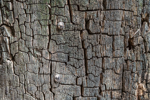 Struttura di vecchia corteccia naturale