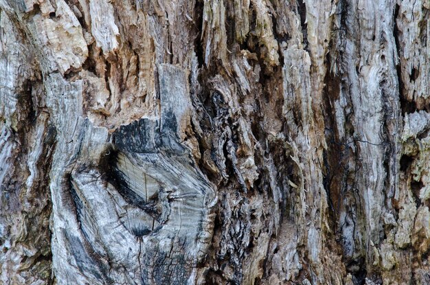 Struttura di vecchio albero senza primo piano della corteccia