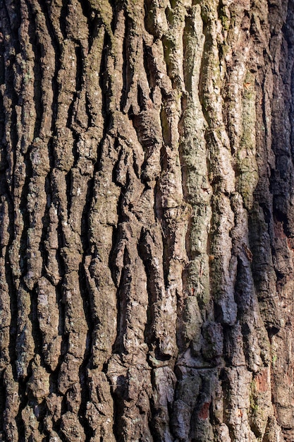 Struttura e caratteristiche del primo piano della corteccia di albero