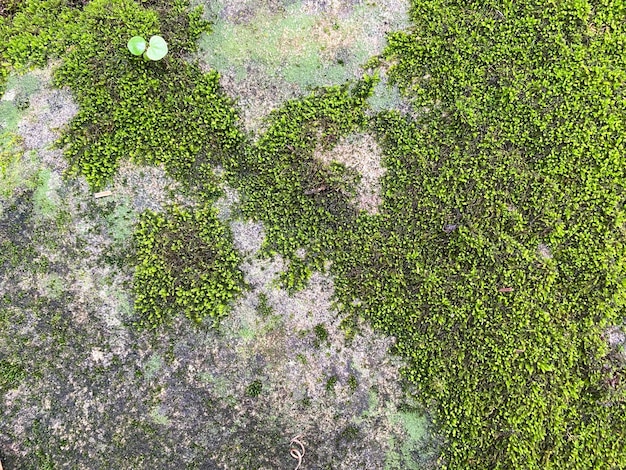 Struttura e fondo del muschio verde