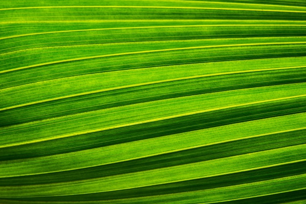 Struttura e luce solare della foglia di verde della noce di cocco o della palma nel concetto verde del fondo della natura