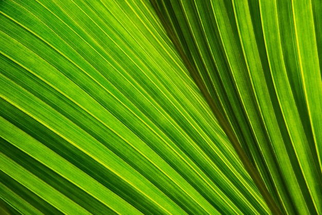 Struttura e luce solare della foglia di verde della noce di cocco o della palma nel concetto verde del fondo della natura