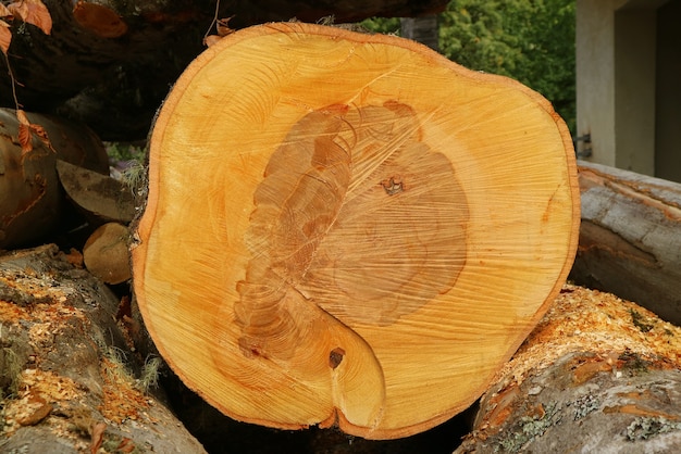 Struttura e modello del tronco d'albero tagliato fresco