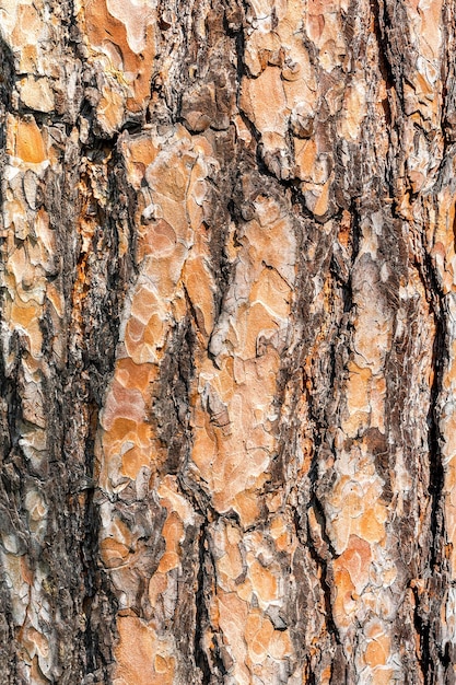 Struttura e modello naturale della corteccia del tronco di pino Fondo astratto dell'albero