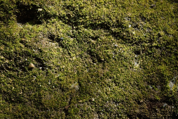 struttura e priorità bassa del muschio verde