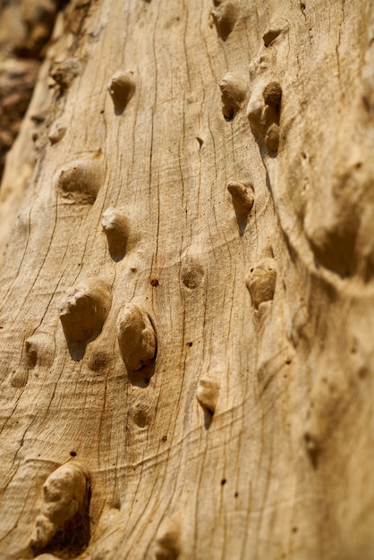 Struttura e priorità bassa dell&#39;albero