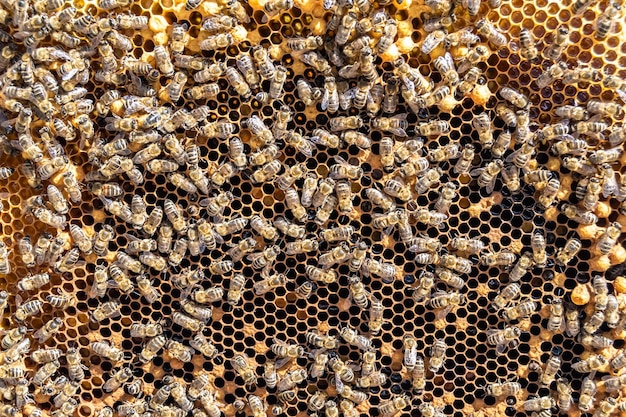 Struttura esagonale astratta è un nido d'ape da un alveare riempito di miele dorato composizione estiva di un nido di miele composto da miele appiccicoso da un villaggio di api miele rurale di miele di api per la campagna