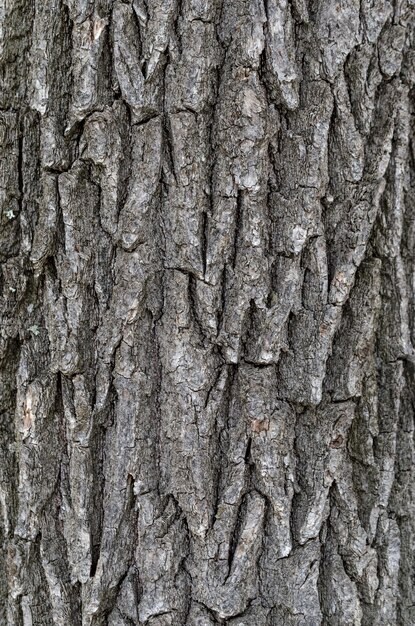 Struttura in legno Corteccia di albero Sfondo
