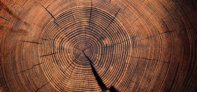 Struttura in legno del vecchio ceppo sfondo naturale del tronco tagliato con anelli annuali