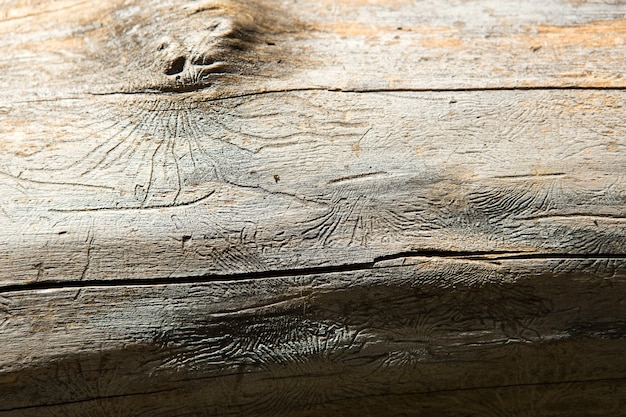 Struttura in legno naturale con linee disegnate da uno scarabeo di corteccia a forma di ragni. Sfondo, scarabeo di corteccia, tronco d'albero