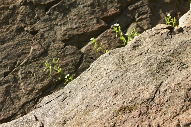 Struttura in pietra di granito Muro di pietra naturale in granito con struttura ruvida Sfondo di granito