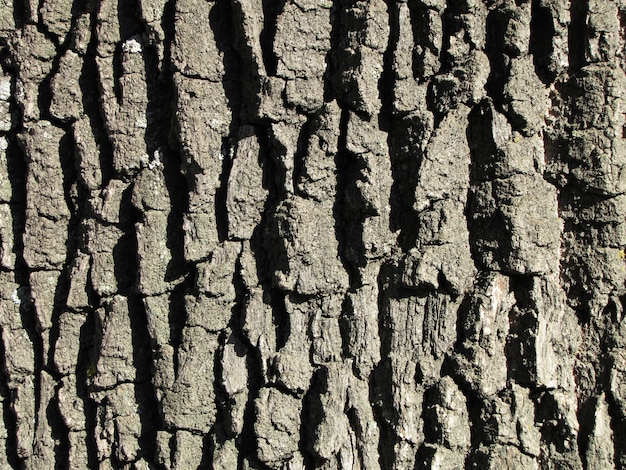 Struttura in rovere di corteccia in una giornata luminosa