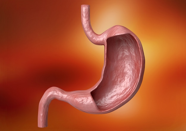 Struttura interna e anatomia dello stomaco umano