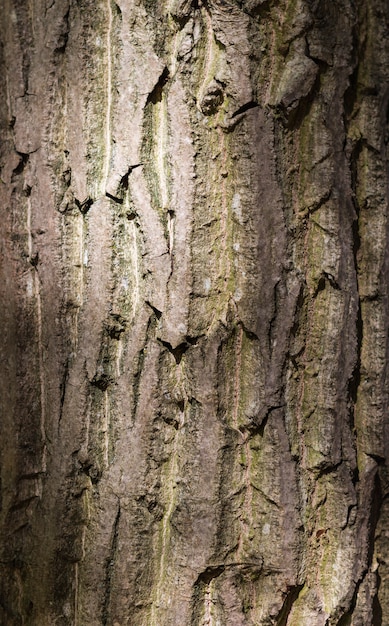 Struttura marrone e grigia della corteccia di albero