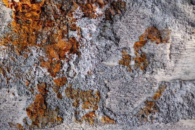 Struttura naturale del tronco di albero selvatico vecchio ammuffito di colore beige con macchie rossastre arrugginite su legno situato nel profondo della foresta durante il giorno Albero malato nudo senza corteccia