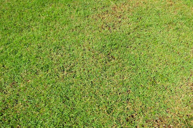 Struttura o fondo fresca dell&#39;erba verde, campi da golf