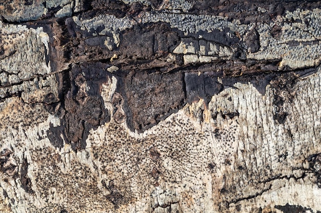 Struttura piatta della superficie della corteccia del tronco di legno naturale