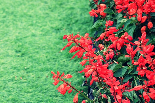 Struttura rossa del fondo del fiore, sfondo naturale