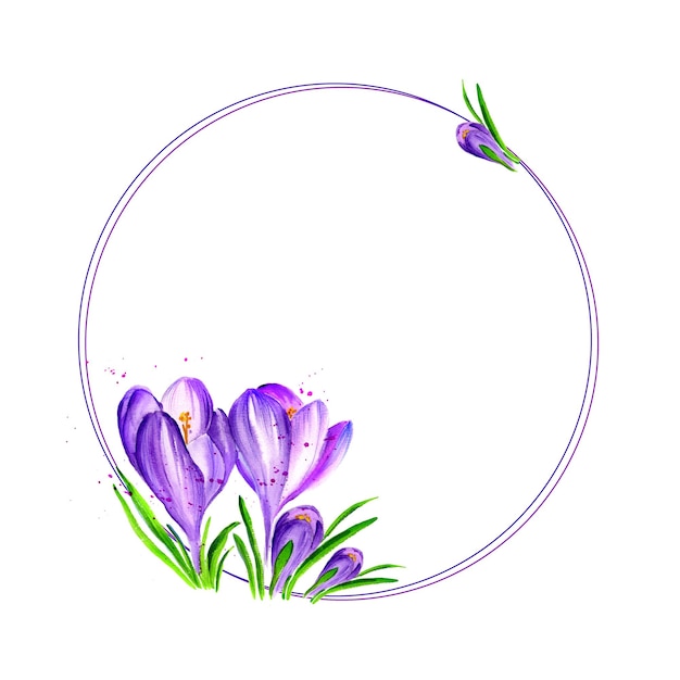 Struttura rotonda bianca su priorità bassa dell'acquerello con l'illustrazione disegnata a mano dei fiori blu del croco lilla della molla