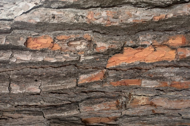 Struttura ruvida della corteccia dell'albero di pino